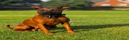 Mixed Breed dogs for sale: Working Dobermann cross  in Ramsgate - Advert 10
