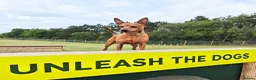 Miniature Pinscher dogs for sale: Lovely red boy ready for loving home in Edinburgh - Advert 23