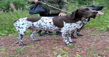 German Shorthaired Pointer dogs - Advert 6