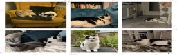 Domestic Shorthair cats for sale: Mouse - looking for her retirement home - Advert 13
