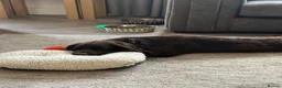 Cocker Spaniel dogs for sale: MeetMilo  - Advert 5