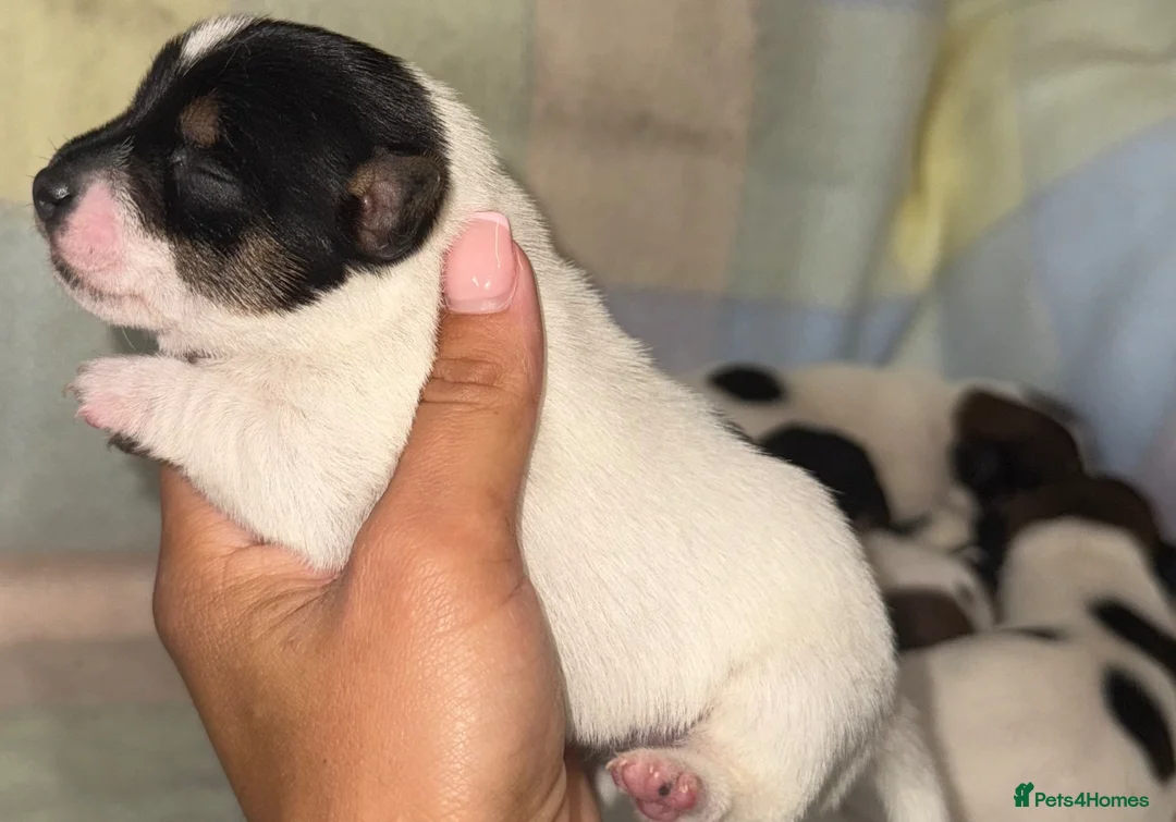 Jack Russell dogs for sale:  **  Jack Russel puppies. in Thame - Advert 8