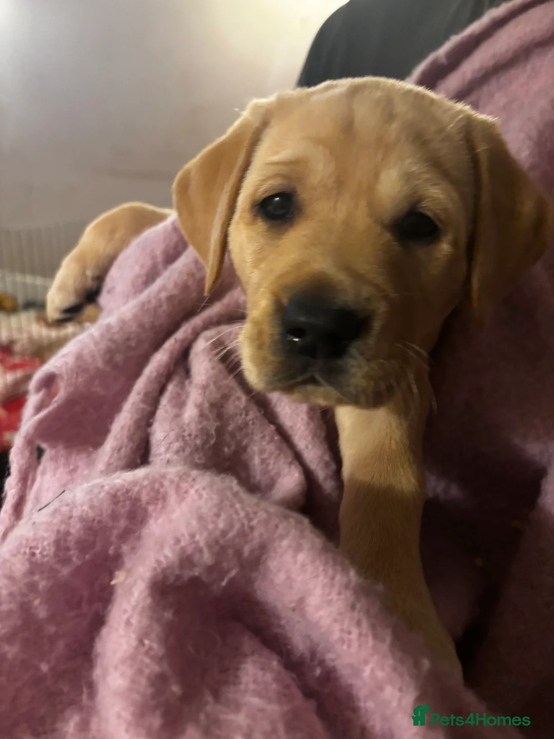 Goldador dogs for sale: Goldador puppies with a dash of dalmation  - Advert 16