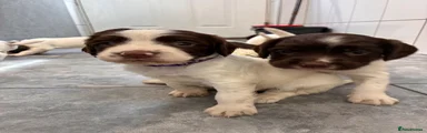 English Springer Spaniel 9