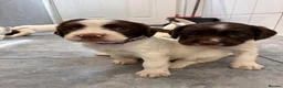 English Springer Spaniel dogs for sale: FTCH Sired Springer Spaniel Puppies - Advert 19