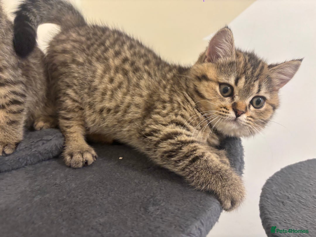 Brazilian Shorthair cats for sale: Last 2 gold tabby left ****READY TO GO ***** - Image 20
