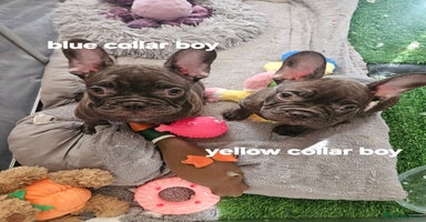 French Bulldog dogs - Advert 16