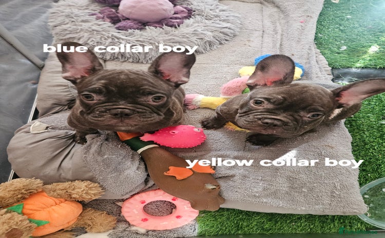 French Bulldog dogs - Advert 4