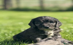 Sproodle dogs for sale: Adorable Sproodle Pups - Image 6