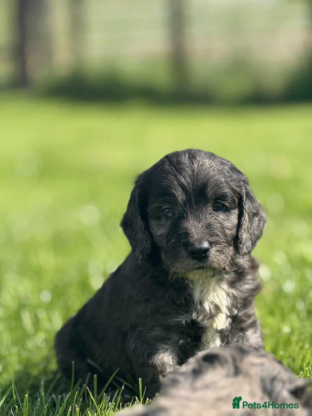 Sproodle dogs for sale: Adorable Sproodle Pups - Image 6
