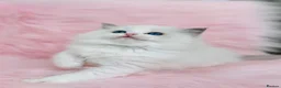 Ragdoll cats for sale: Beautiful with amazing eyes girl - Advert 3