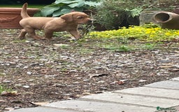 Mixed Breed dogs for sale: 3/4 Red Labrador 1/4 Golden Retriever  - Image 8