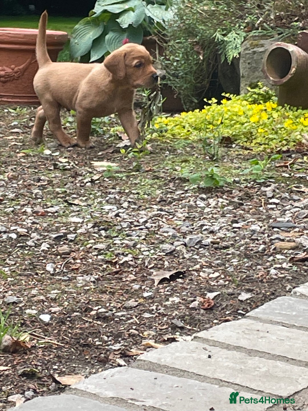 Mixed Breed dogs for sale: 3/4 Red Labrador 1/4 Golden Retriever  - Image 8