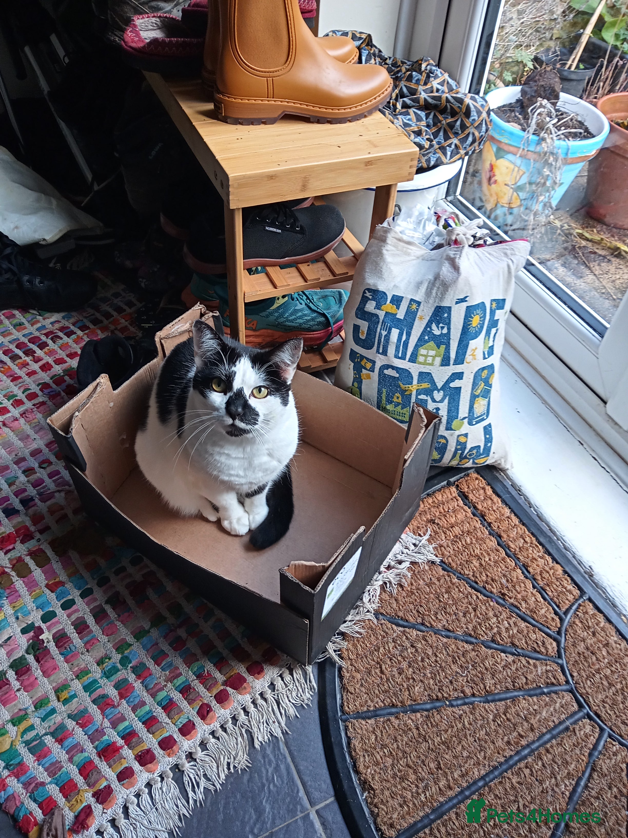 British Longhair cats Beautiful 5yo longhair looking for a calm home - Advert 2