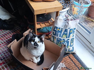 British Longhair cats Beautiful 5yo longhair looking for a calm home - Advert 3