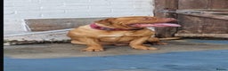 Dogue De Bordeaux dogs for sale: Dogue de Bordeaux pups for sale - Advert 20