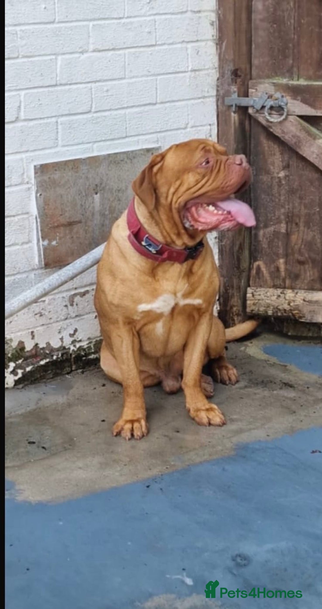 Dogue De Bordeaux dogs for sale: Dogue de Bordeaux pups for sale - Advert 20