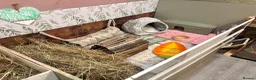 Guinea Pig rodents for sale: Guinea pig boarding in Herne bay - Advert 15