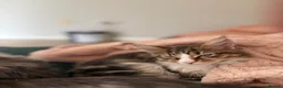Maine Coon cats for sale: Stunning Maine Coon Kittens looking for 5⭐️ homes - Advert 22