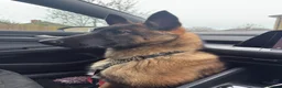 Belgian Shepherd Dog dogs for sale: Belgium Malinois Puppy 6 Months Old - Advert 3