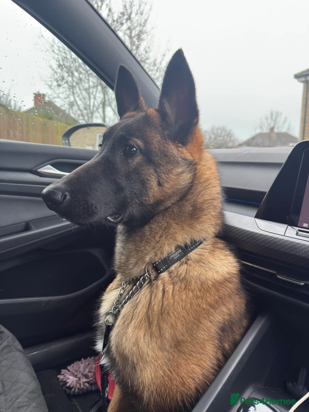 Belgian Shepherd Dog dogs for sale: Belgium Malinois Puppy 6 Months Old - Advert 3