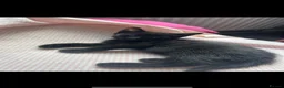 Mixed Breed cats for sale: Black kittens x3  - Advert 4
