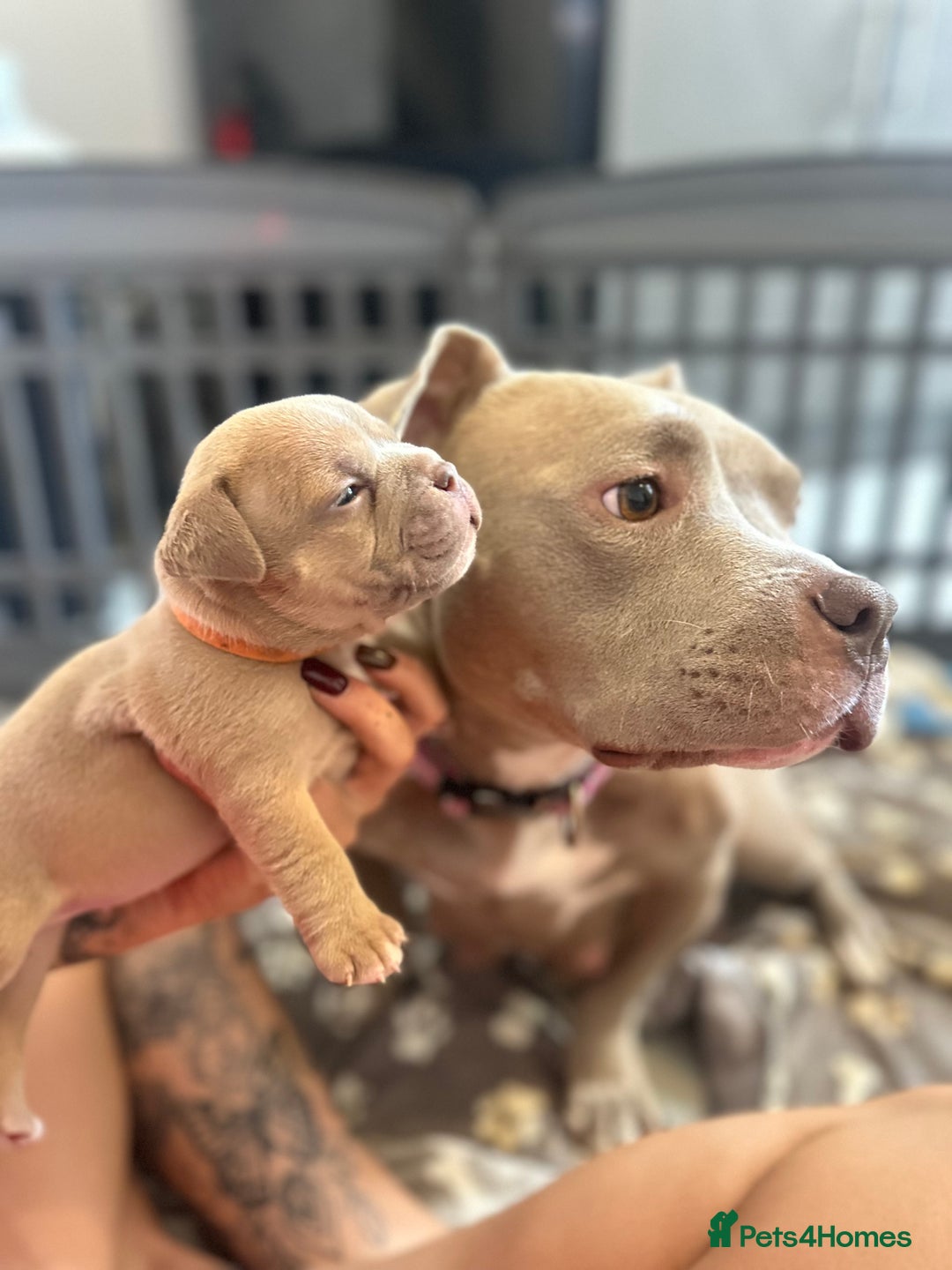 Mixed Breed dogs for sale: Pocket bully x old English bulldogge - Image 7