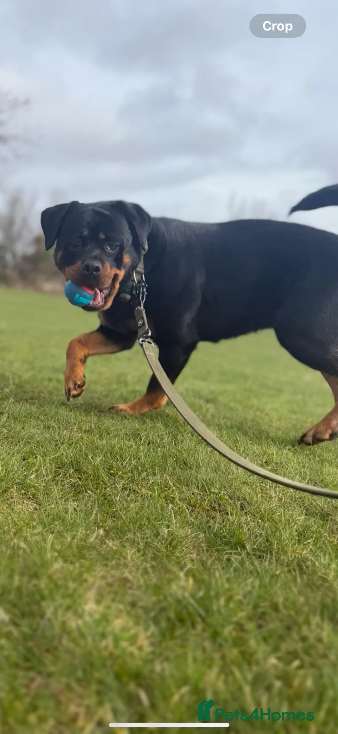 Rottweiler dogs for sale: Rottweiler puppys due April 🐾🤍 in Dingwall - Advert 3
