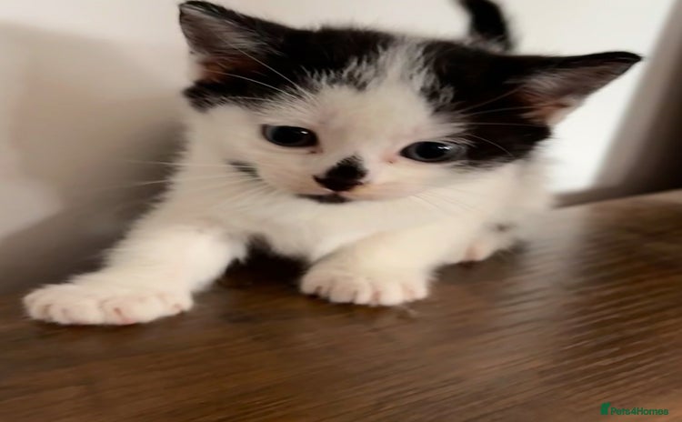 British Shorthair cats - Advert 11