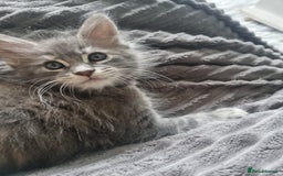 Maine Coon cats for sale: Beautiful fluffy Maine Coon Kittens - Image 8