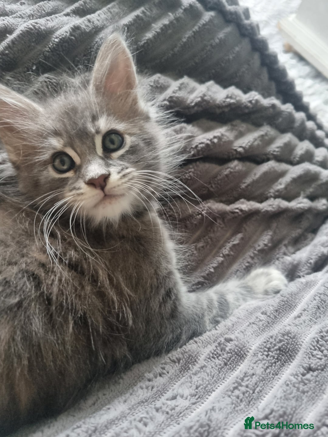 Maine Coon cats for sale: Beautiful fluffy Maine Coon Kittens - Image 8