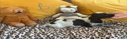 Sprocker dogs for sale: Sprocker spaniel puppies - Advert 5