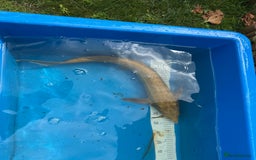 Koi Carp fish for sale: Various koi carp for sale  - Image 36