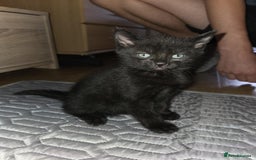 British Shorthair cats for sale: 🐱 KITTENS FOR SALE 🐱 - Image 2