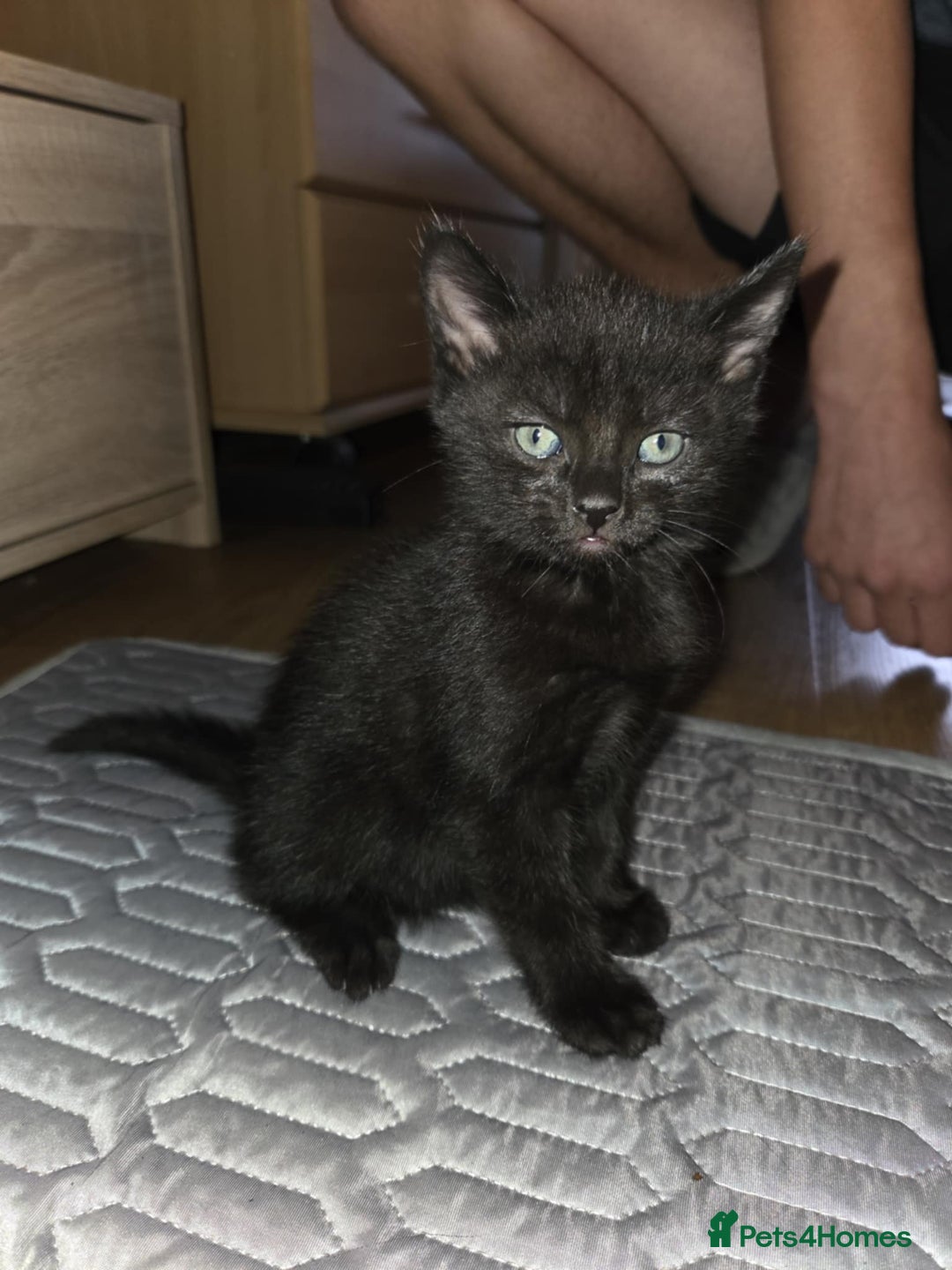 British Shorthair cats for sale: 🐱 KITTENS FOR SALE 🐱 - Image 2