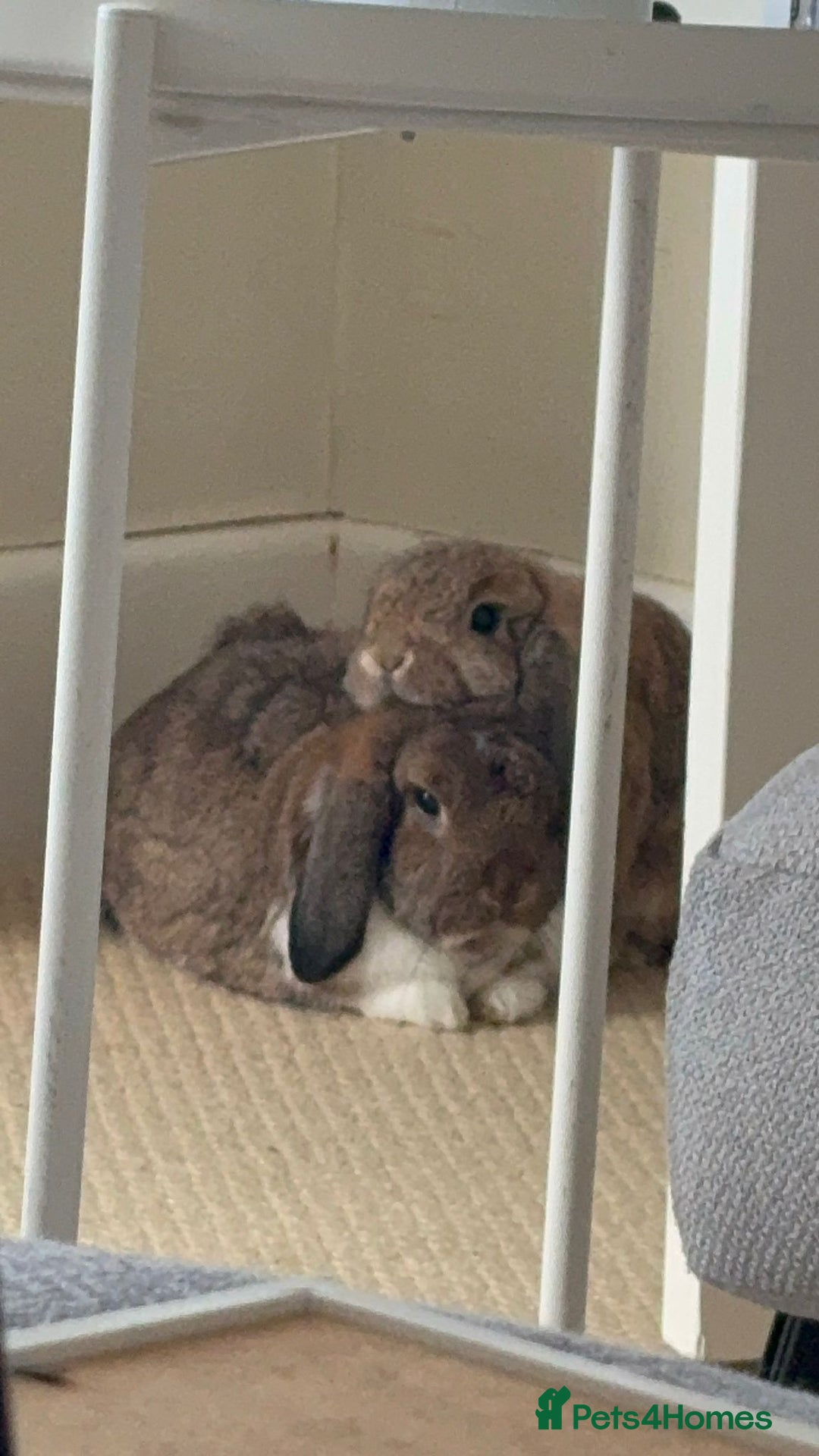 Mini Lop rabbits for sale: Maury & Connie - Advert 1
