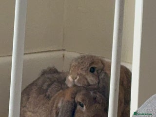 Mini Lop rabbits Maury & Connie - Advert 1