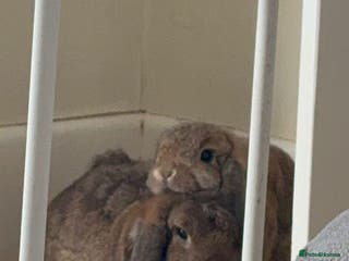 Mini Lop rabbits Maury & Connie - Advert 18