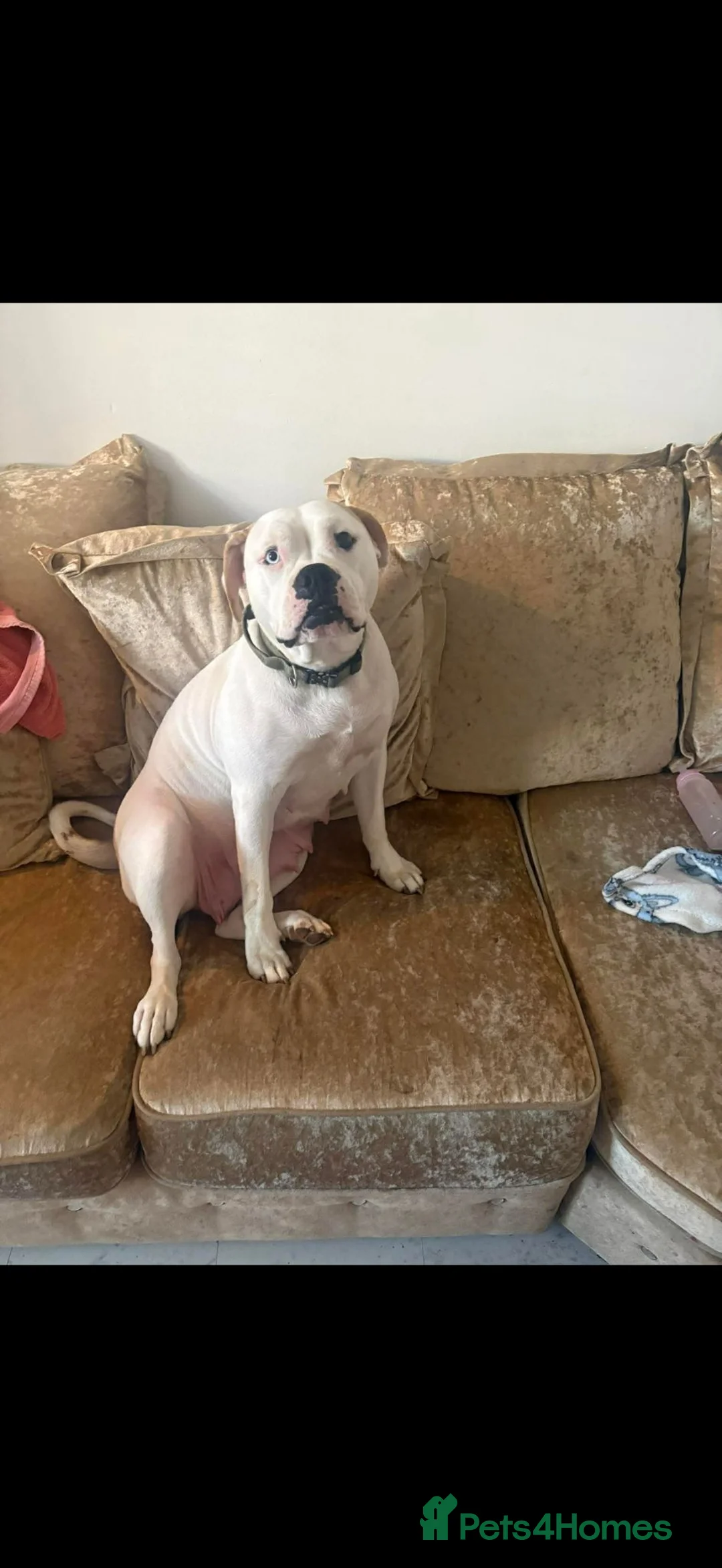 Alapaha Blue Blood Bulldog dogs for sale: Male alapaha blue blood bulldog pup 6 months  - Advert 20