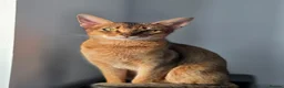 Abyssinian cats for sale: ✨ Beautiful Abyssinian Female – TICA Registered ✨ - Advert 7