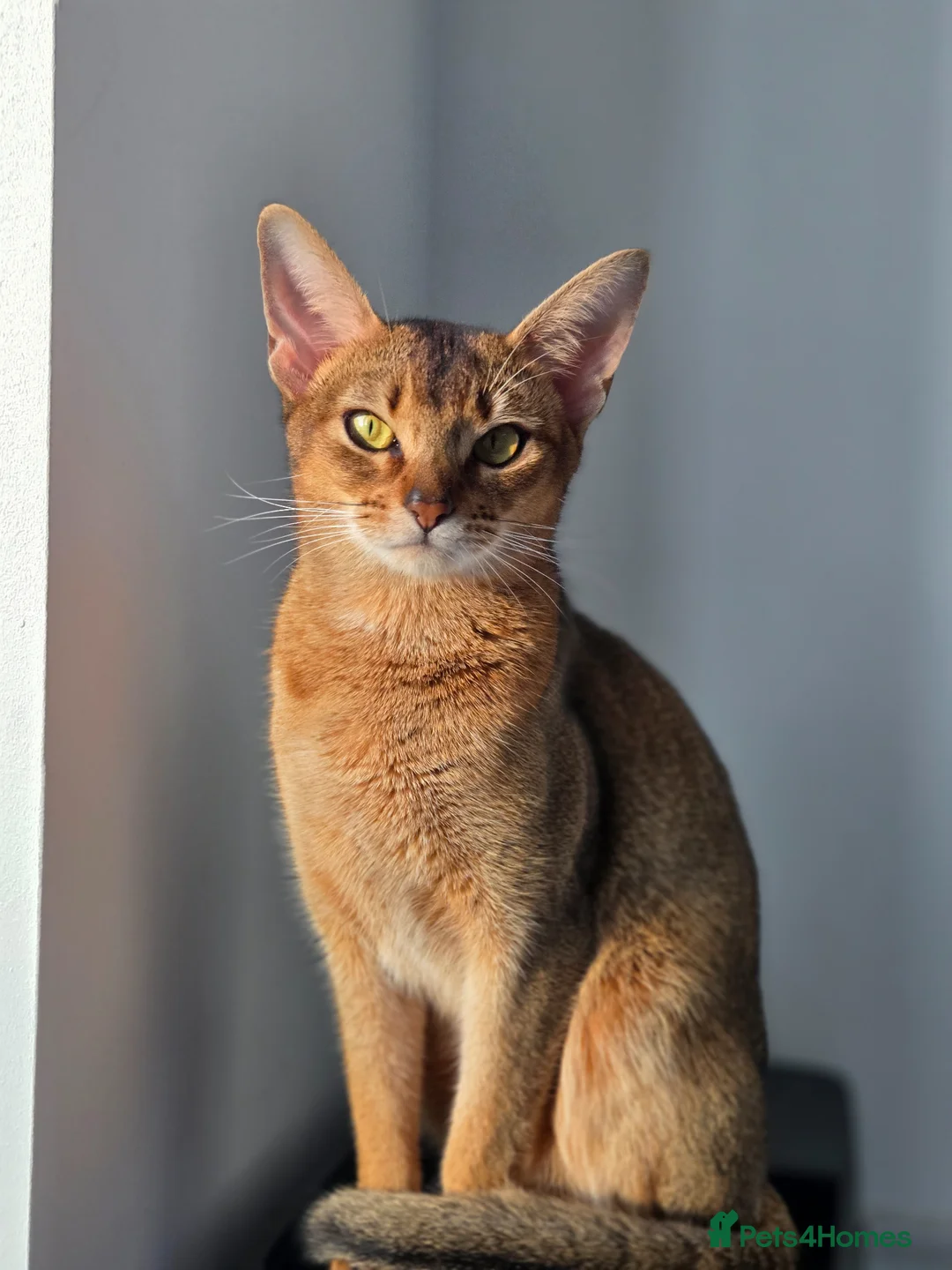 Abyssinian cats for sale: ✨ Beautiful Abyssinian Female – TICA Registered ✨ - Advert 7
