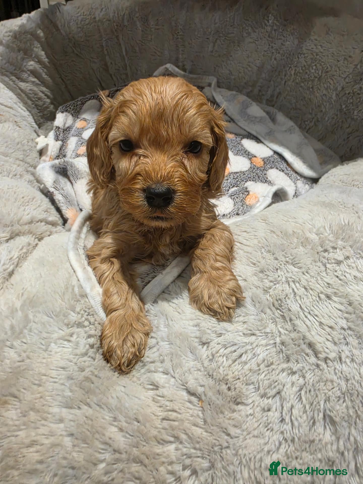 Cockapoo dogs 🐾fabulous F1 showtype cockapoo puppies 🐶  - Advert 8