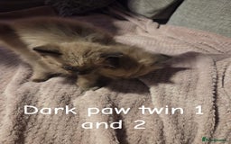 Ragdoll cats for sale: Beautiful Ragdoll Kittens - Image 7