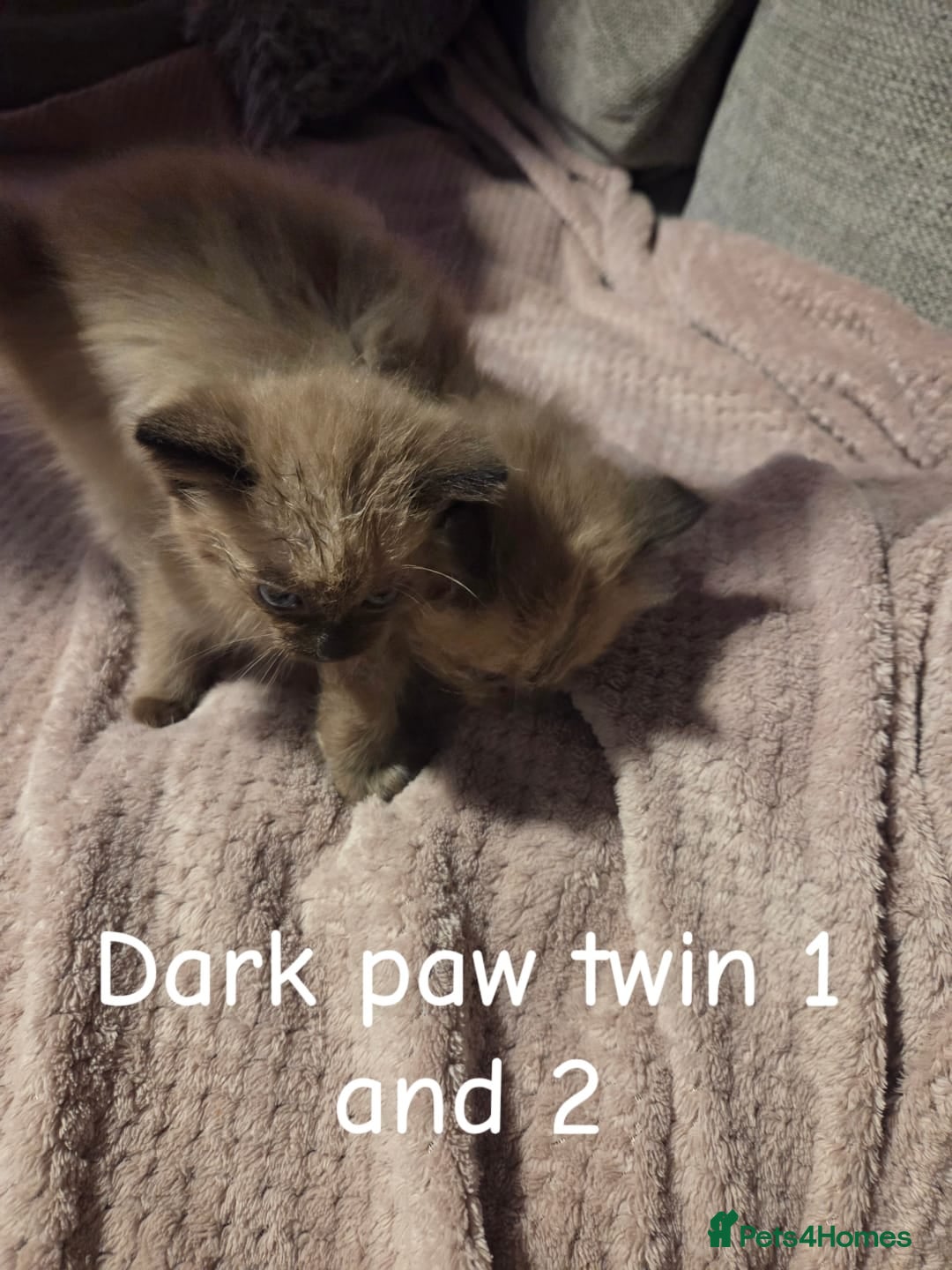 Ragdoll cats for sale: Beautiful Ragdoll Kittens - Image 7