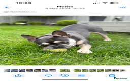 French Bulldog dogs for sale: Ready to go 2 x male French Bulldog KC registered - Image 23