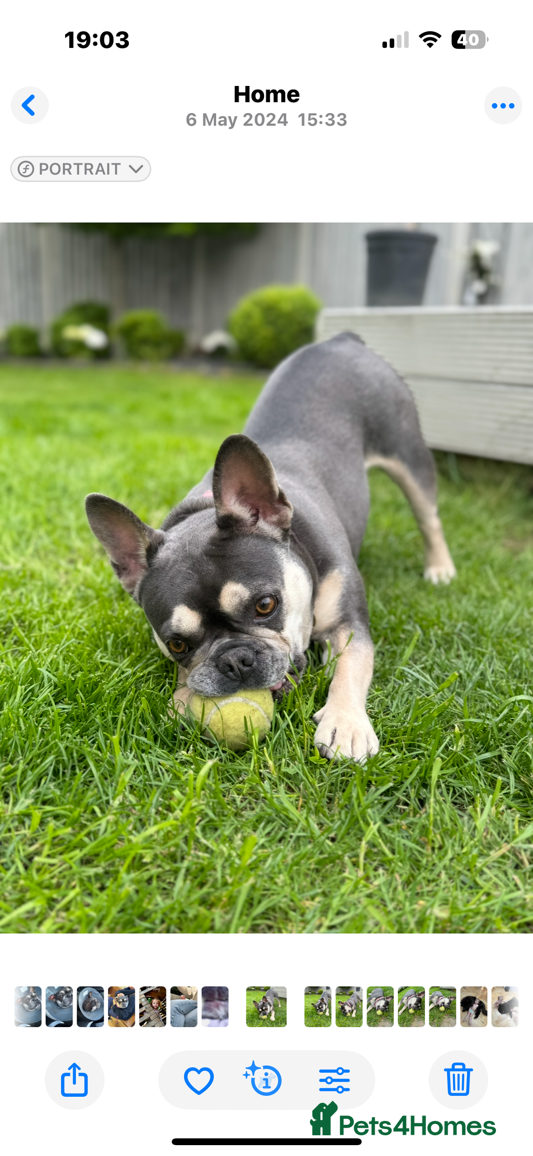 French Bulldog dogs for sale: Ready to go 2 x male French Bulldog KC registered - Image 23