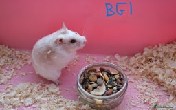 Hamster rodents for sale: Young Syrian Hamsters - Image 9