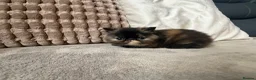 Exotic cats for sale: Short hair exotic Torti female  - Advert 4