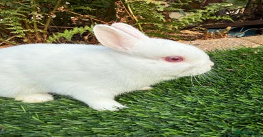 Netherland Dwarf rabbits - Advert 5