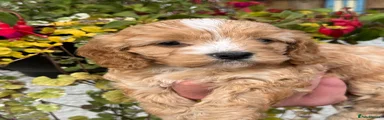 Cavapoo 2